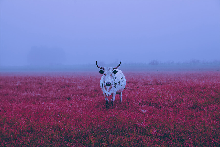 White cow standing in pink field.